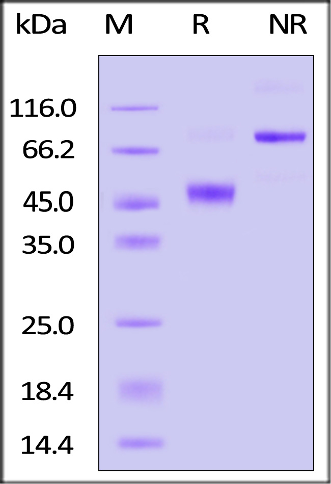 Biotinylated Human GDF-15, Avitag, Fc Tag (Cat. No. GD5-H82F9) SDS-PAGE gel