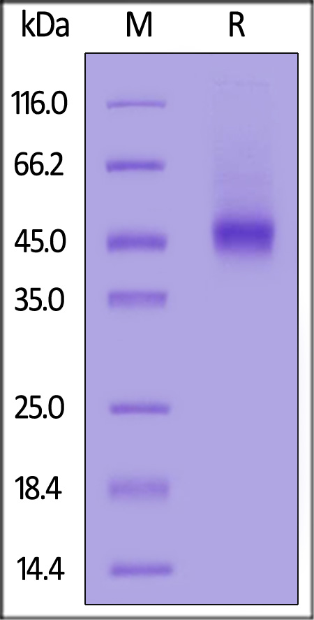 Rat GFR alpha-like, His Tag (Cat. No. GFA-R52H5) SDS-PAGE gel