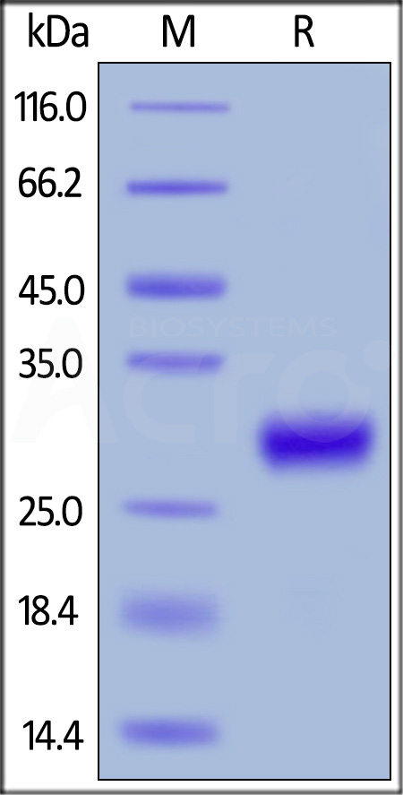 Mouse CD27 Ligand, His Tag (active trimer) (MALS verified) (Cat. No. CDL-M5245) SDS-PAGE gel