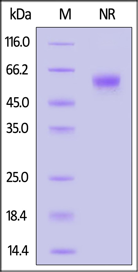 Rabbit OX40 Ligand, His Tag (Cat. No. OXL-R5249) SDS-PAGE gel