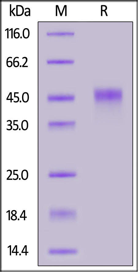 Cynomolgus / Rhesus macaque TNFR2, His Tag (Cat. No. TN2-C52H7) SDS-PAGE gel