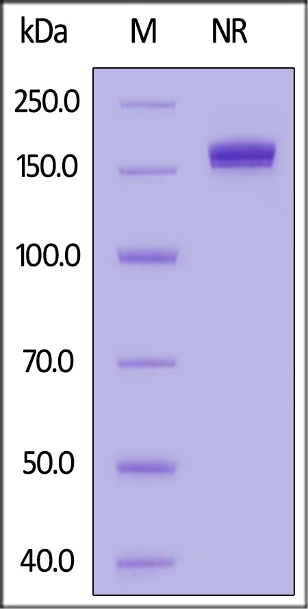 Human 4-1BB Ligand (71-254), Fc Tag, low endotoxin (active trimer) (Cat. No. 41L-H5269) SDS-PAGE gel