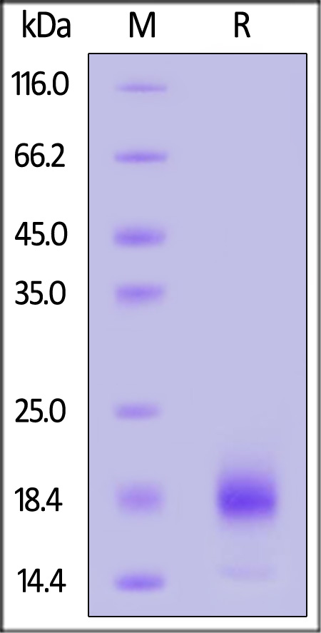 Biotinylated Human CCL1, His,Avitag (Cat. No. CC1-H82E9) SDS-PAGE gel