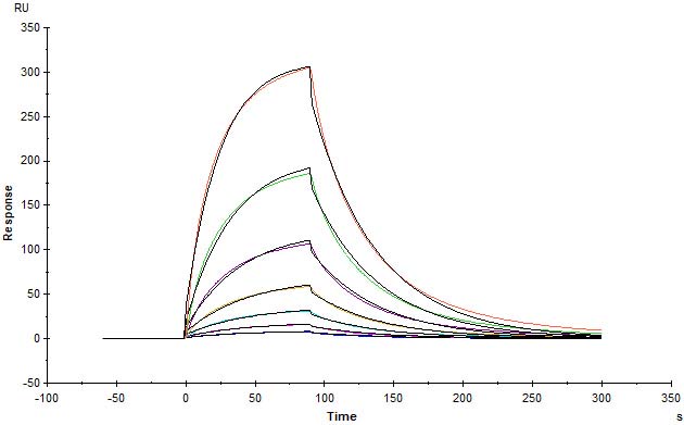 Biotinylated Human SPR