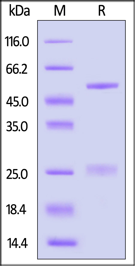 Biotinylated Monoclonal Anti-IFNγ antibody, Mouse IgG1 (13E6H6) (Cat. No. IFN-BS138) SDS-PAGE gel