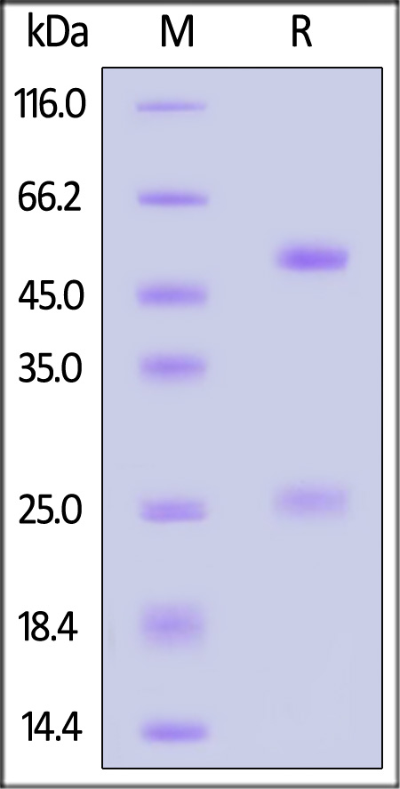Monoclonal Anti-IFNγ antibody, Mouse IgG2a (8C5F8) (Cat. No. IFN-S120) SDS-PAGE gel
