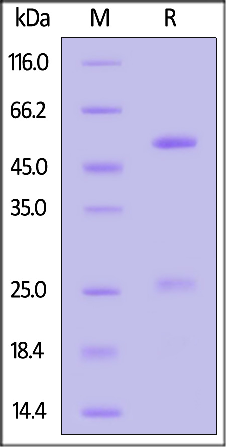 Biotinylated Monoclonal Anti-IFNγ antibody, Human IgG1 (13E6H4) (Cat. No. IFN-BM411) SDS-PAGE gel