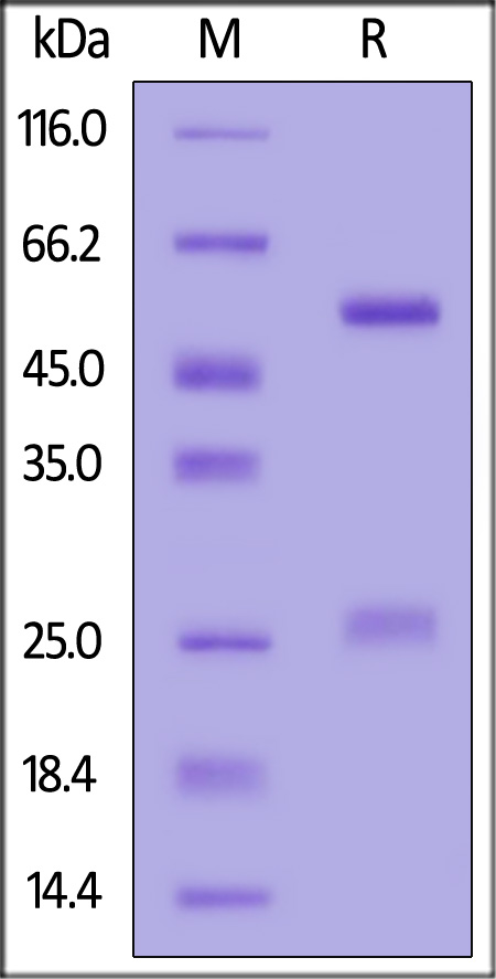 Monoclonal Anti-IFNγ antibody, Human IgG1 (13E6H4) (Cat. No. IFN-M411) SDS-PAGE gel