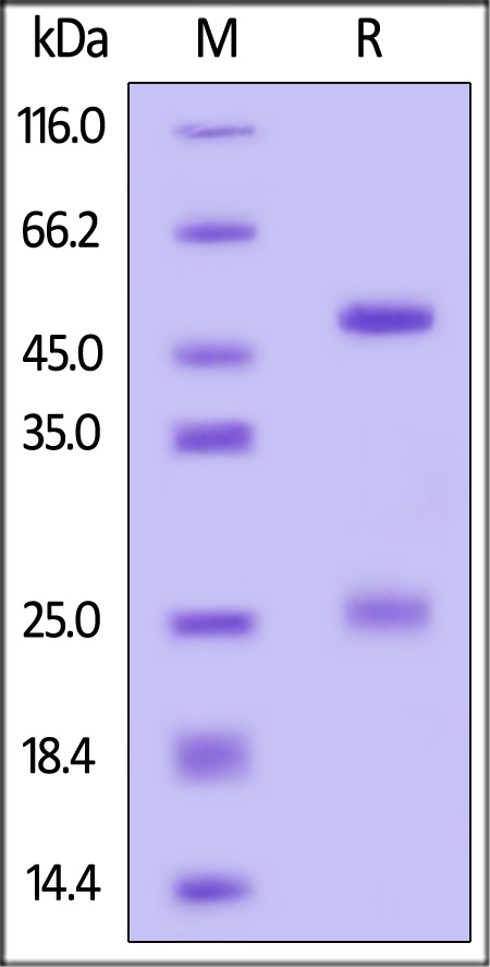 Monoclonal Anti-IFNγ antibody, Human IgG1 (13E6H6) (Cat. No. IFN-M414) SDS-PAGE gel