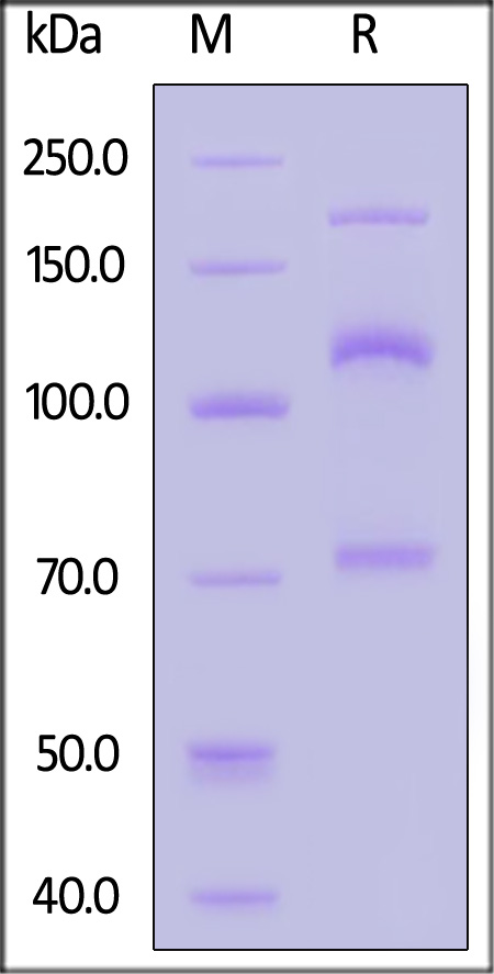 Biotinylated Human Complement C3, His,Avitag (Cat. No. CO3-H82E8) SDS-PAGE gel