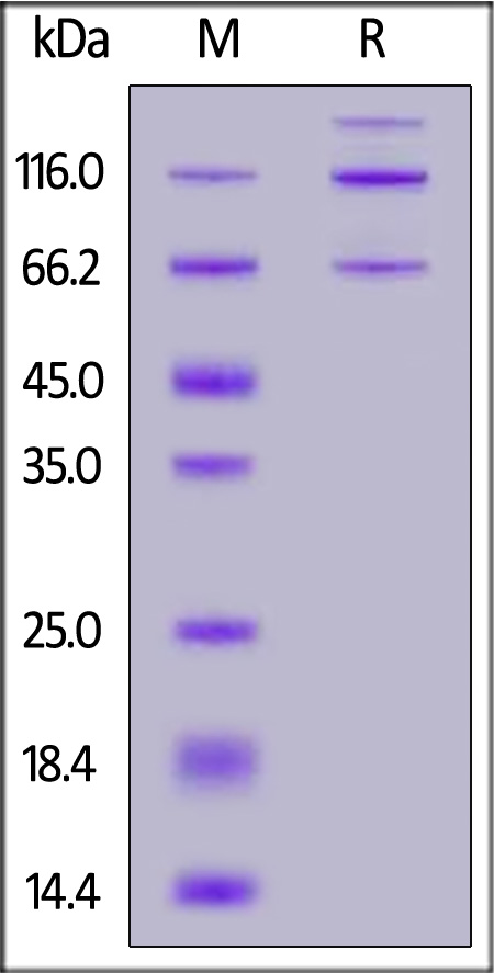 Cynomolgus Complement C3, His Tag (Cat. No. CO3-C52H5) SDS-PAGE gel