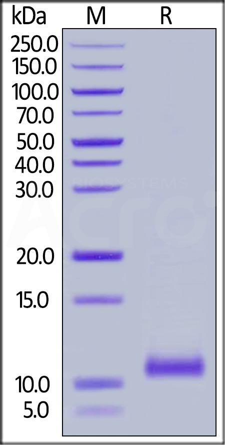 Cynomolgus Complement C5a, Tag Free (Cat. No. C5A-C5118) SDS-PAGE gel