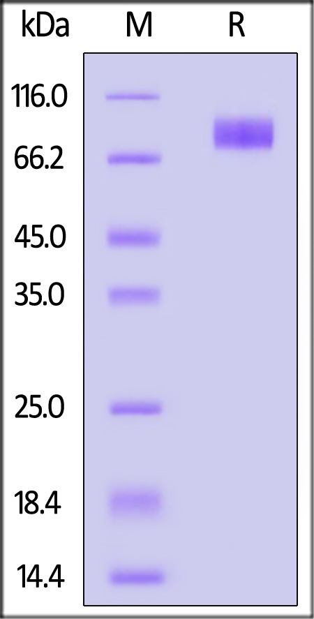 Cynomolgus CD117, His Tag (Cat. No. CD7-C52H9) SDS-PAGE gel